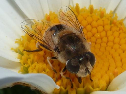 Réf. 224 515 : Eristalis arbustorum